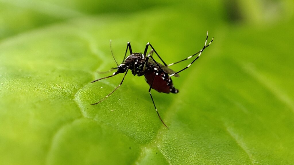 Dengue: sinais de alarme que exigem atenção imediata
