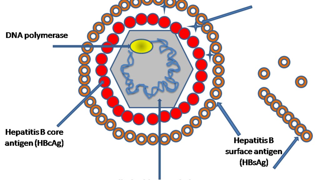 Hepatites virais B e C: silenciosas, porém tratáveis